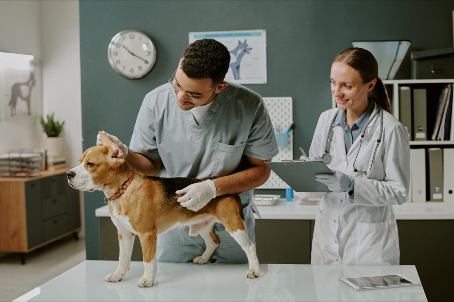 Perfect for veterinarians